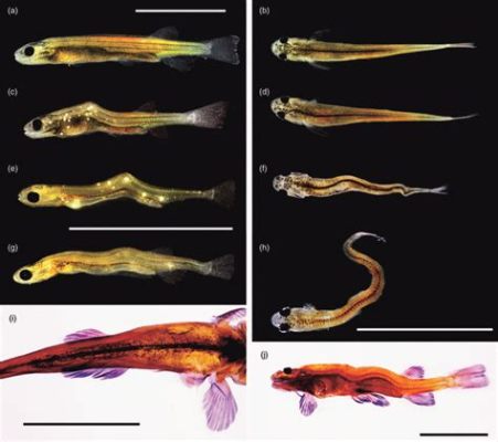  Ophthalmosomum: A Tiny Trematode With Big Impact On Fish Populations!