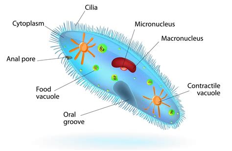  Paramecium:  A Single-Celled Wonder That Swims Through Water With Tiny Hairs!