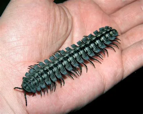  White-Clawed Millipede: A Miniature Armored Tank Exploring the Undergrowth With Tiny Legs!