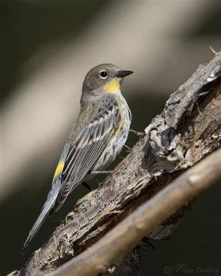  Yellow-rumped Warbler - A Tiny Feathered Friend Known for its Unwavering Loyalty and Remarkable Migratory Journeys