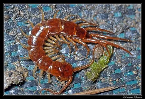  California Centipede:  A Crawling Enigma With a Thousand Legs But Only One Heartbeat!