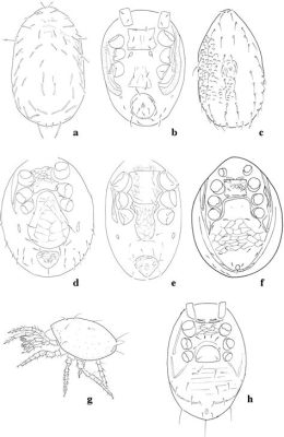  Mesostigmata 매미충의 숨겨진 세계: 미세한 포식자를 만나다!