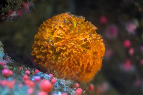  Ocean Quest:  Uncovering the Secrets of the Ordinary-Looking but Extraordinary  Orange Puffball Sponge!