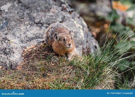   Ochotona- A Tiny Mammal That Thrives on High Altitude Cliffs, Hopping Like Fluffy Clouds Across Steep Slopes!