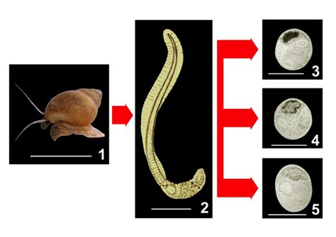  Quingyangia!  A Tiny Fluke With Big Impact on Freshwater Snails