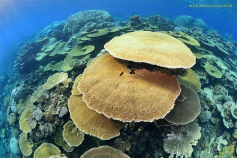  Ullens Fungus Coral: Can This Underwater Mushroom Be Considered A Gourmet Treat?